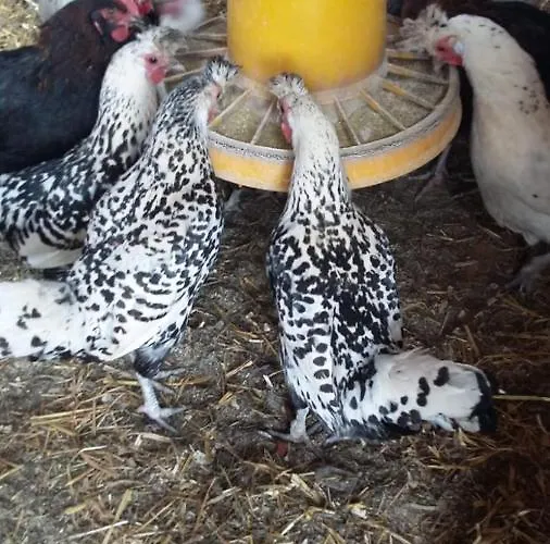 Ferienwohnung Pletzenauer Appartement *