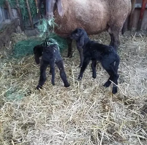 Appartement Ferienwohnung Pletzenauer Leogang