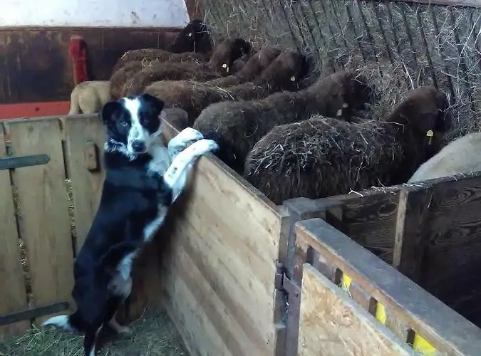 Ferienwohnung Pletzenauer Appartement