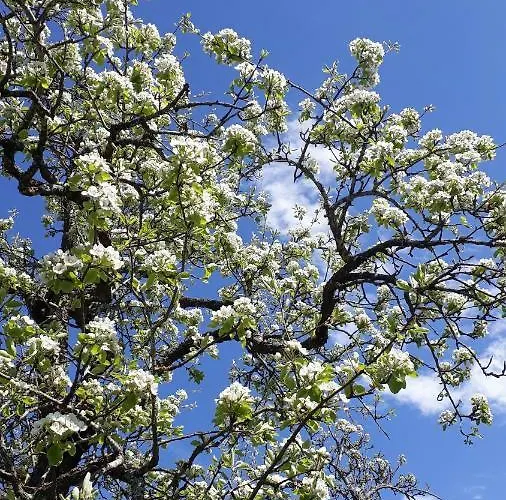 Ferienwohnung Pletzenauer * Leogang